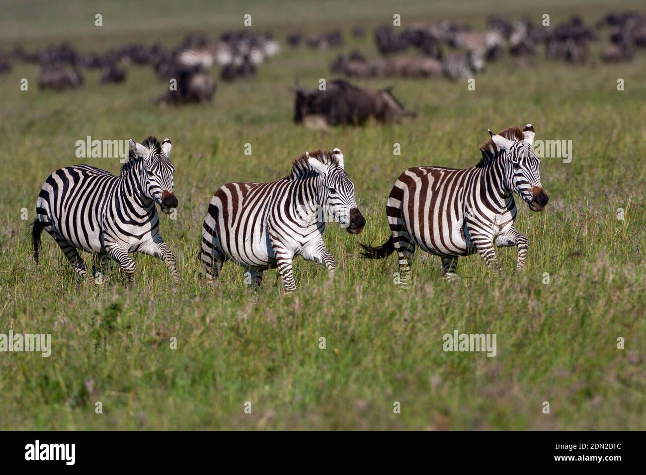 Zèbre des plaines - zèbre de Burchell (Equus quagga) et flétrissement commun (Connochaetes taurinus) dans le Serengeti Banque D'Images