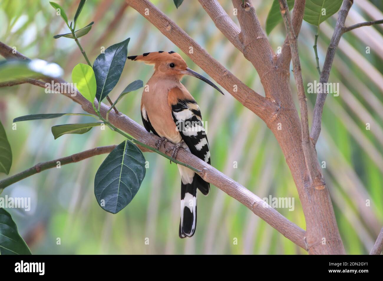 Hoopoe (nom scientifique : Upupa epops) perché à l'ombre des arbres. C'est un oiseau rare en Thaïlande. Banque D'Images