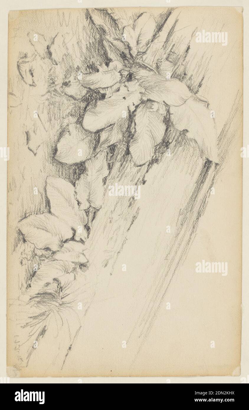 Etude des plantes et du tronc de rotten, 155th Street, Walter Clark, American, 1848–1917, Graphite sur papier, grosses feuilles, plantes basses et herbe avant le tronc oblique., USA, 1884, albums (relié) et livres, page Album, page Album Banque D'Images