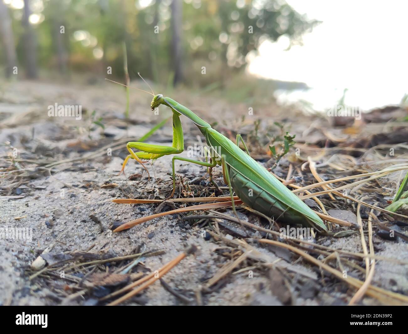 Macro de la mante européenne femelle ou de la mante de prière, la mante religiosa. Mantis vert, gros plan, mise au point sélective Banque D'Images