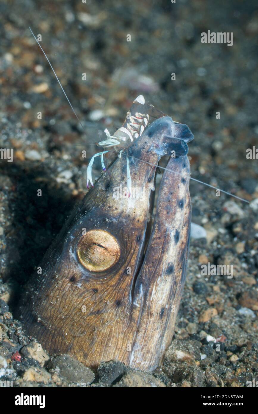 L'anguille de sable à ailettes noires [Ophichthus melanochir] avec une magnifique crevette [Ancylomenes magnifilus]. Détroit de Lembeh, Nord de Sulawesi, Indonésie. Banque D'Images