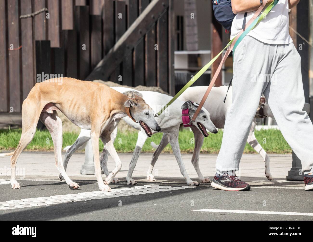 Homme marchant trois chiens Greyhound. Banque D'Images