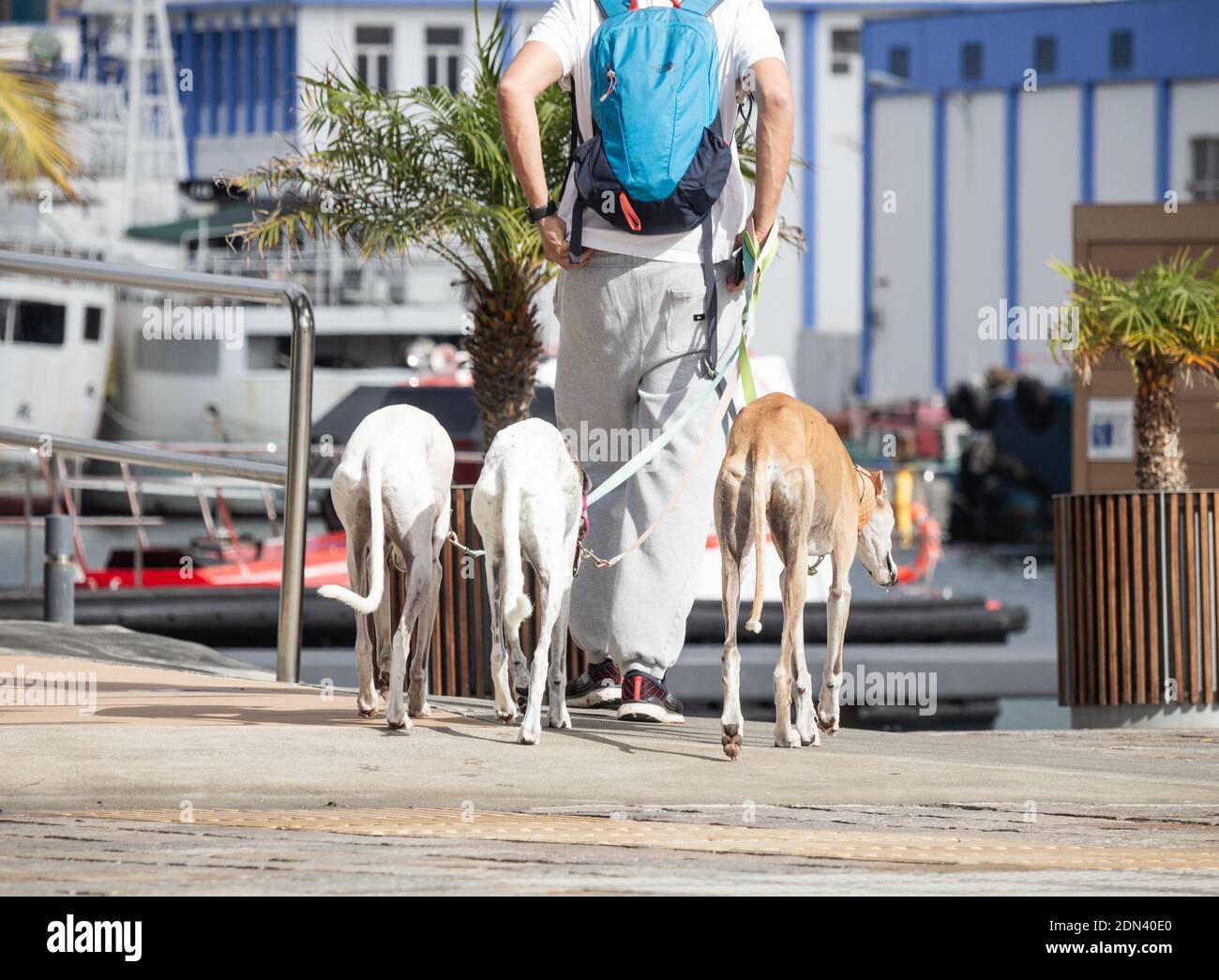 Homme marchant trois chiens Greyhound. Banque D'Images
