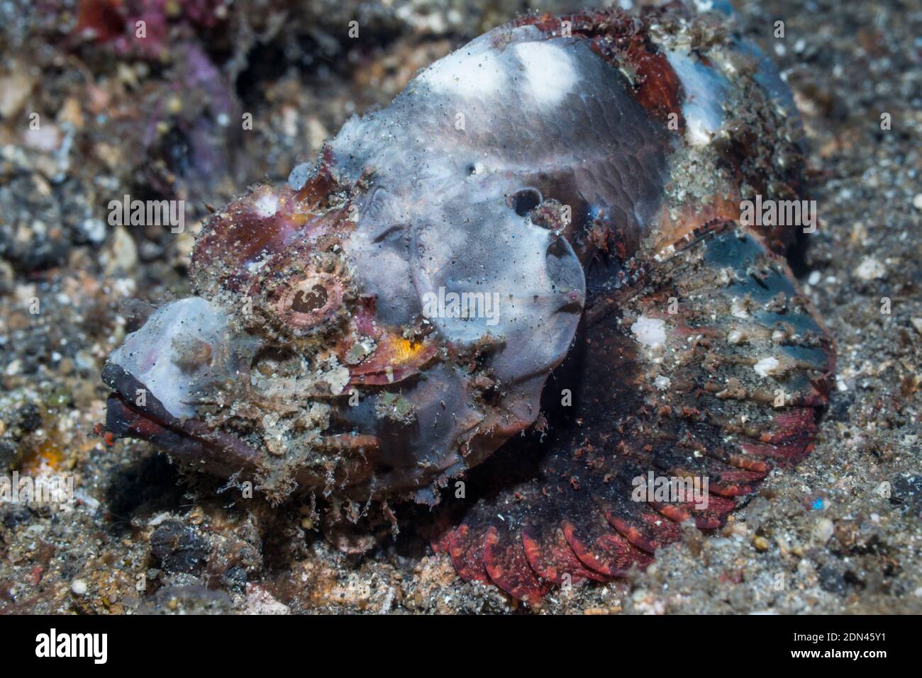 Scorpion à bosse [Scorpaenopsis diabolus]. Détroit de Lembeh, Nord de Sulawesi, Indonésie. Banque D'Images