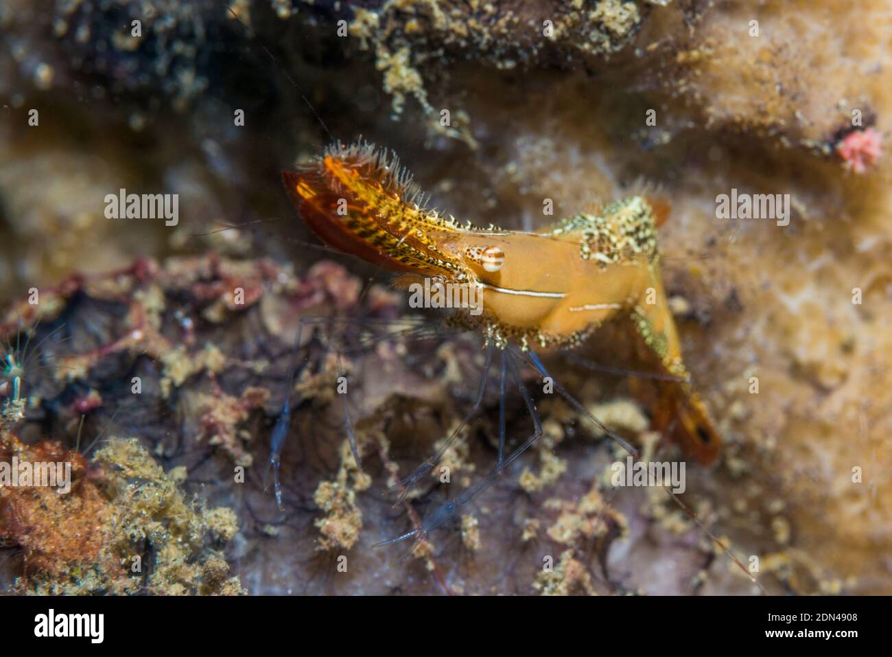 Crevettes Donald Duck ou crevettes Plume [Leander plumosus]. Détroit de Lembeh, Nord de Sulawesi, Indonésie. Banque D'Images