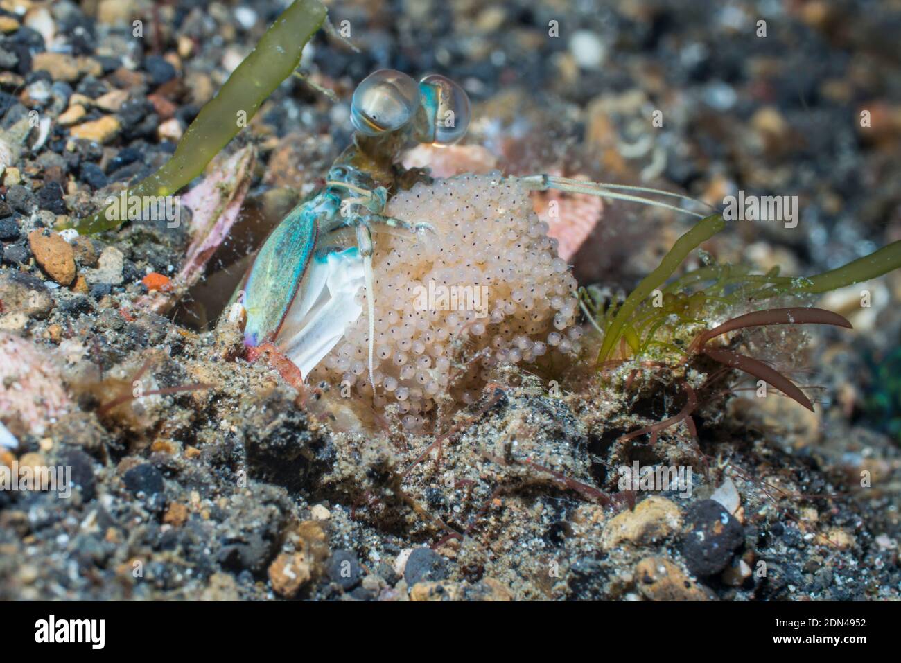 Crevettes de Mantis à oreilles roses [Odontodactylus latirostris] avec masse d'oeufs. Détroit de Lembeh, Norht Sulawesi, Indonésie. Banque D'Images