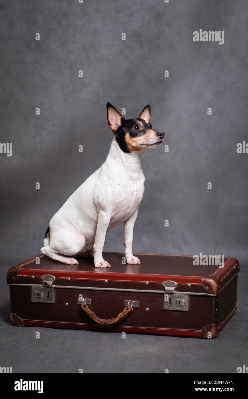 Chien American Toy Fox Terrier est assis sur un cuir marron valise sur fond  gris dans une pièce du studio Photo Stock - Alamy