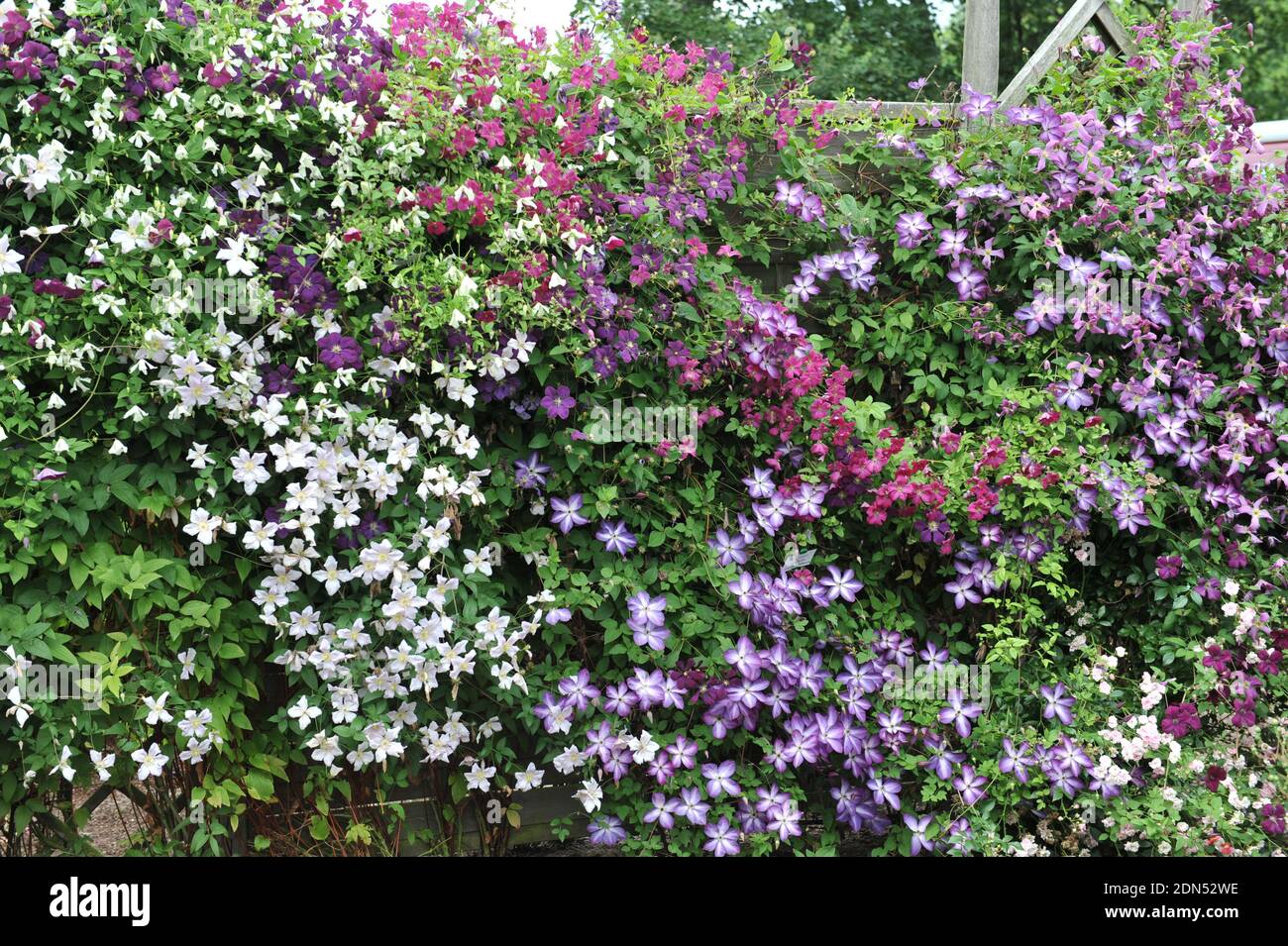 Un mur, décoré par des variétés à petites fleurs de clematis viticella Romantika, Venosa violacea, abondance, Royal Velours dans un jardin en juillet Banque D'Images