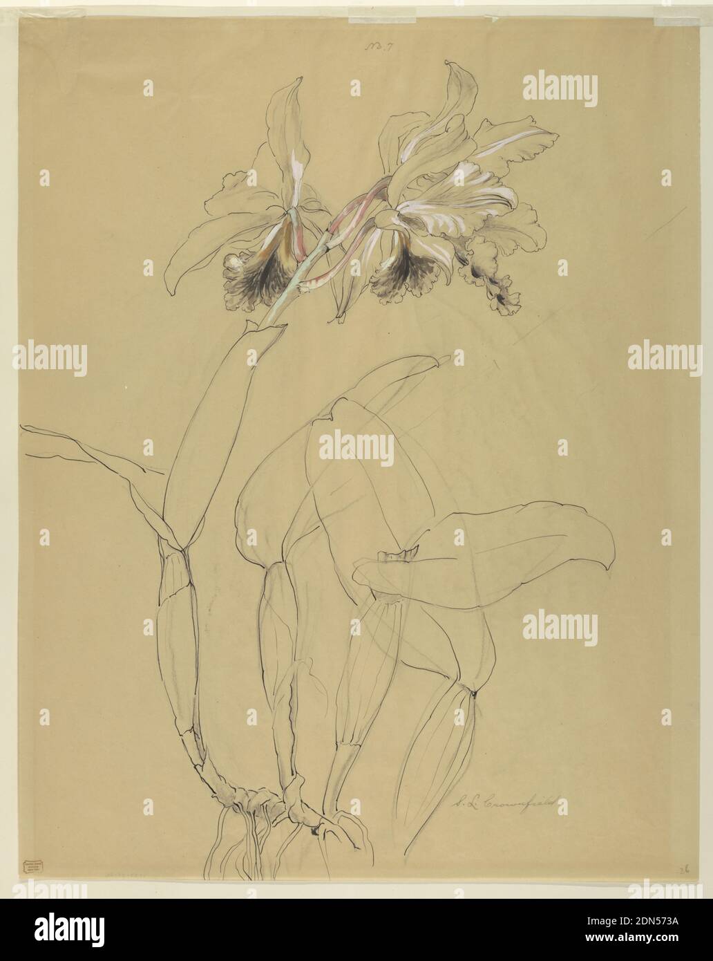 Etude d'une Orchidée, Sophia L. Crownfield, (américaine, 1862–1929), stylo et encre, pinceau et gouache, graphite sur papier à tracer, feuille verticale représentant une orchidée avec deux fleurs. Les fleurs sont paritally colorées avec de la gouache noire, blanche, verte et rose., Etats-Unis, début du XXe siècle, études de la nature, dessin Banque D'Images