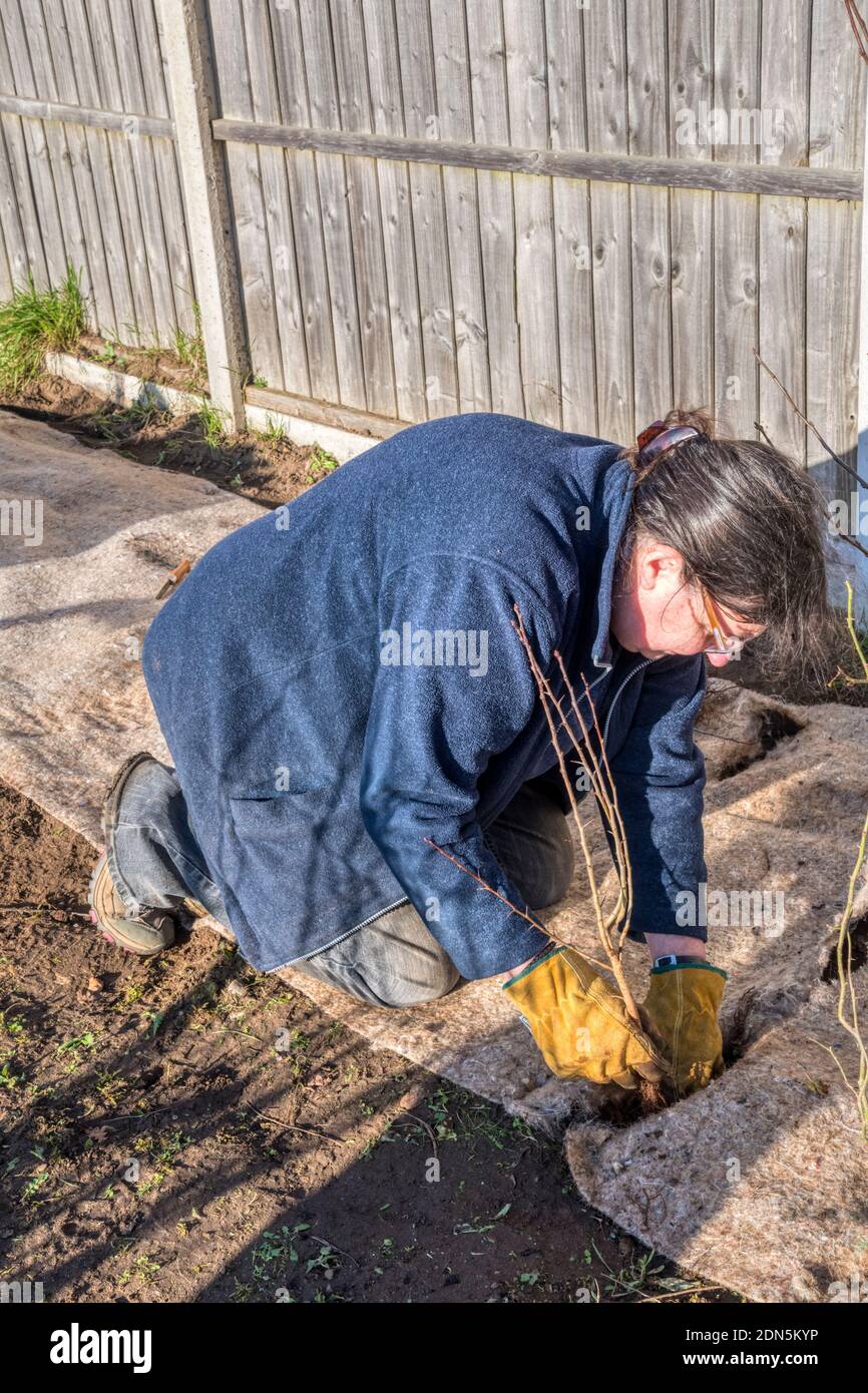 Femme plantant de l'aubépine, Crataegus monogyna, à travers un tapis de mauvaises herbes biodégradable dans le cadre d'une nouvelle haie pour la faune. Banque D'Images