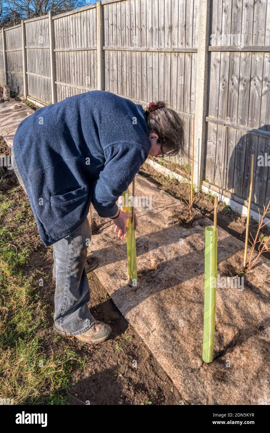 Femme plaçant des protège-arbres en plastique biodégradable autour des plantes dans un tapis de mauvaises herbes pour les protéger contre la navigation des animaux. Créer une nouvelle couverture de la faune. Banque D'Images