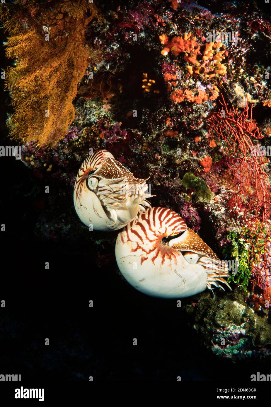 Une paire de nautilus chambered, Nautilus pompilius, Indonésie. Banque D'Images