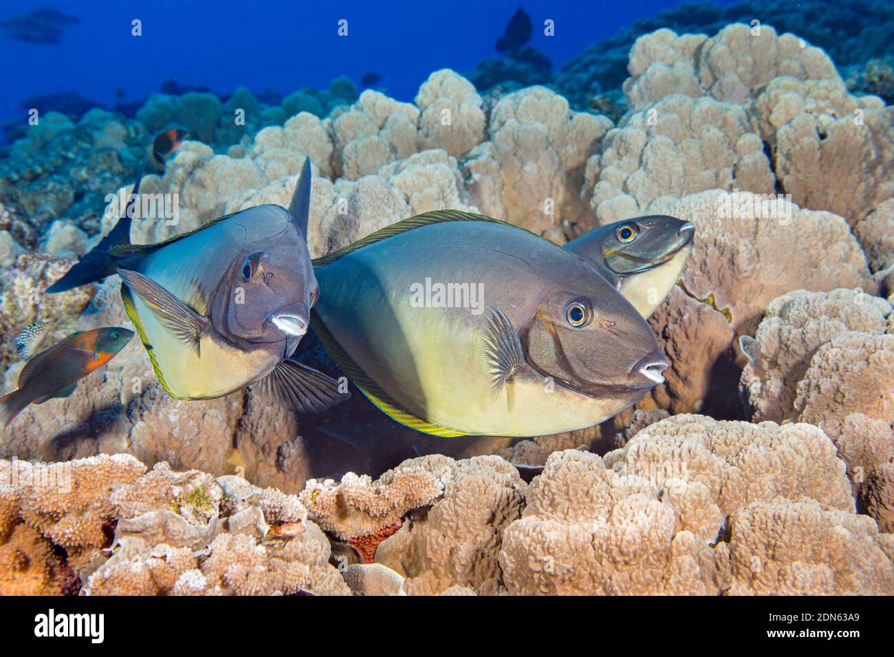 Ce trio de licornfish élancé, Naso hexacanthus, a fait un arrêt dans un poste de nettoyage où un wrasse endémique, Thalassoma duperrey, est loin Banque D'Images