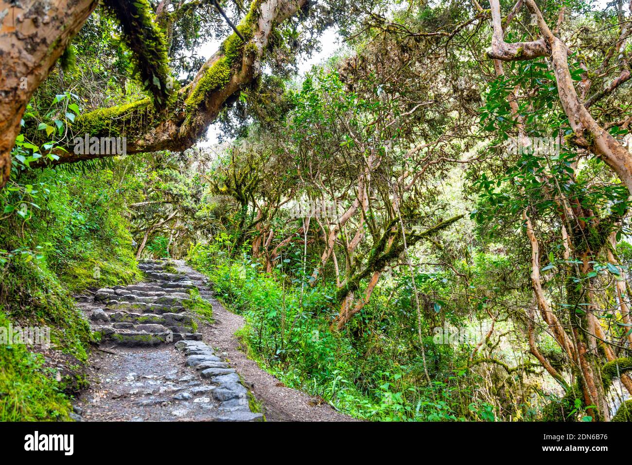 Escaliers en pierre et chemin à travers le jugle le long de la piste de l'Inca jusqu'à Machu Picchu, Vallée Sacrée, Pérou Banque D'Images