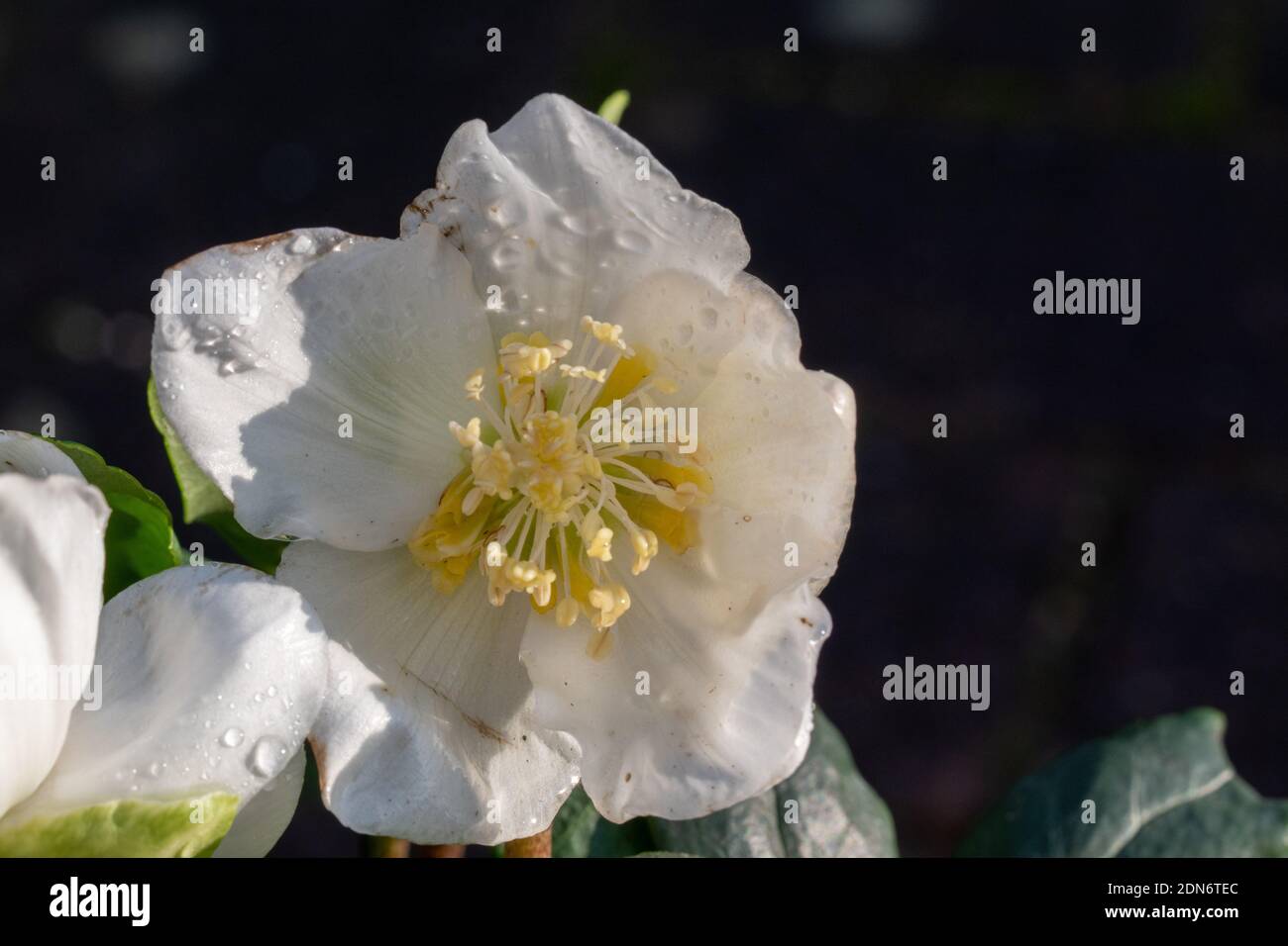 La rose de Noël, Helleborus niger est également appelée rose neige ou hellebore et inspire en hiver avec ses élégantes fleurs blanches. Banque D'Images