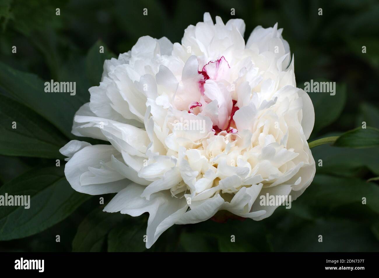 La pivoine Festiva Maxima. Fleur de pivoine blanche double. Paeonia  lactiflora pivoine chinoise (ou même jardin pivoine Photo Stock - Alamy
