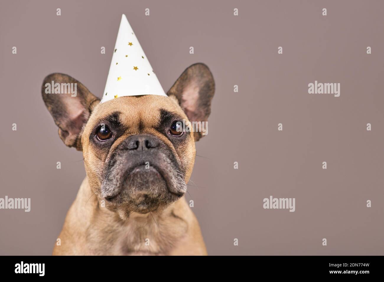 Portrait d'un chien Bulldog français portant un chapeau de fête blanc devant un arrière-plan marron avec espace de copie Banque D'Images Portrait d'un chien Bulldog français portant un chapeau de fête blanc devant un arrière-plan marron avec espace de copie Banque D'Images