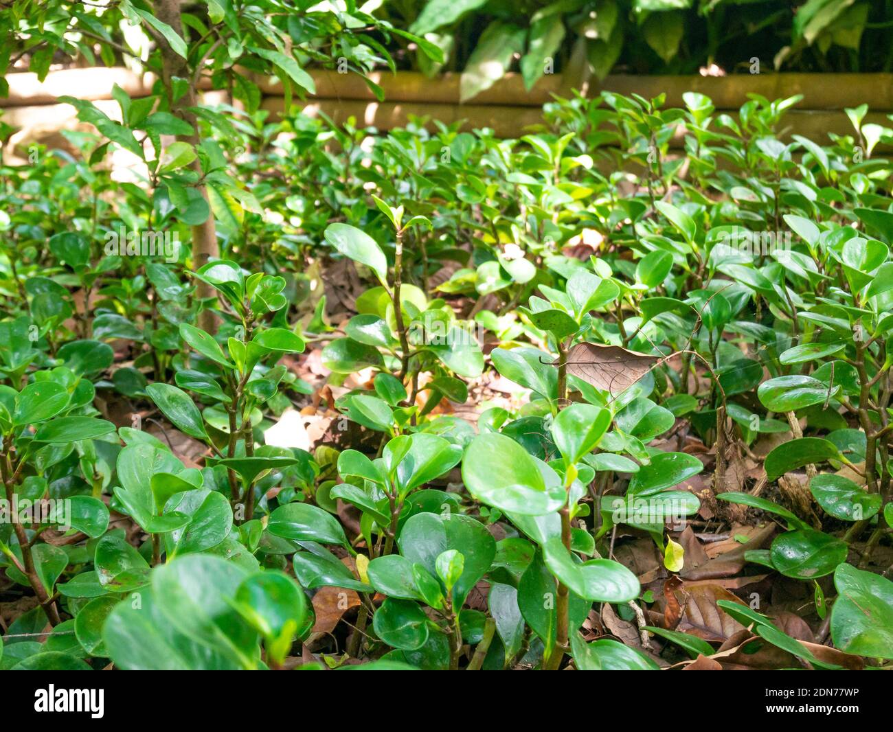 Peperomia obtusifolia, connue sous le nom de Baby Rubberplant ou Pepper face, est une plante qui vous donne de la chance et de l'argent Banque D'Images