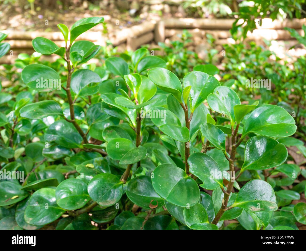 Peperomia obtusifolia, connue sous le nom de Baby Rubberplant ou Pepper face, est une plante qui vous donne de la chance et de l'argent Banque D'Images