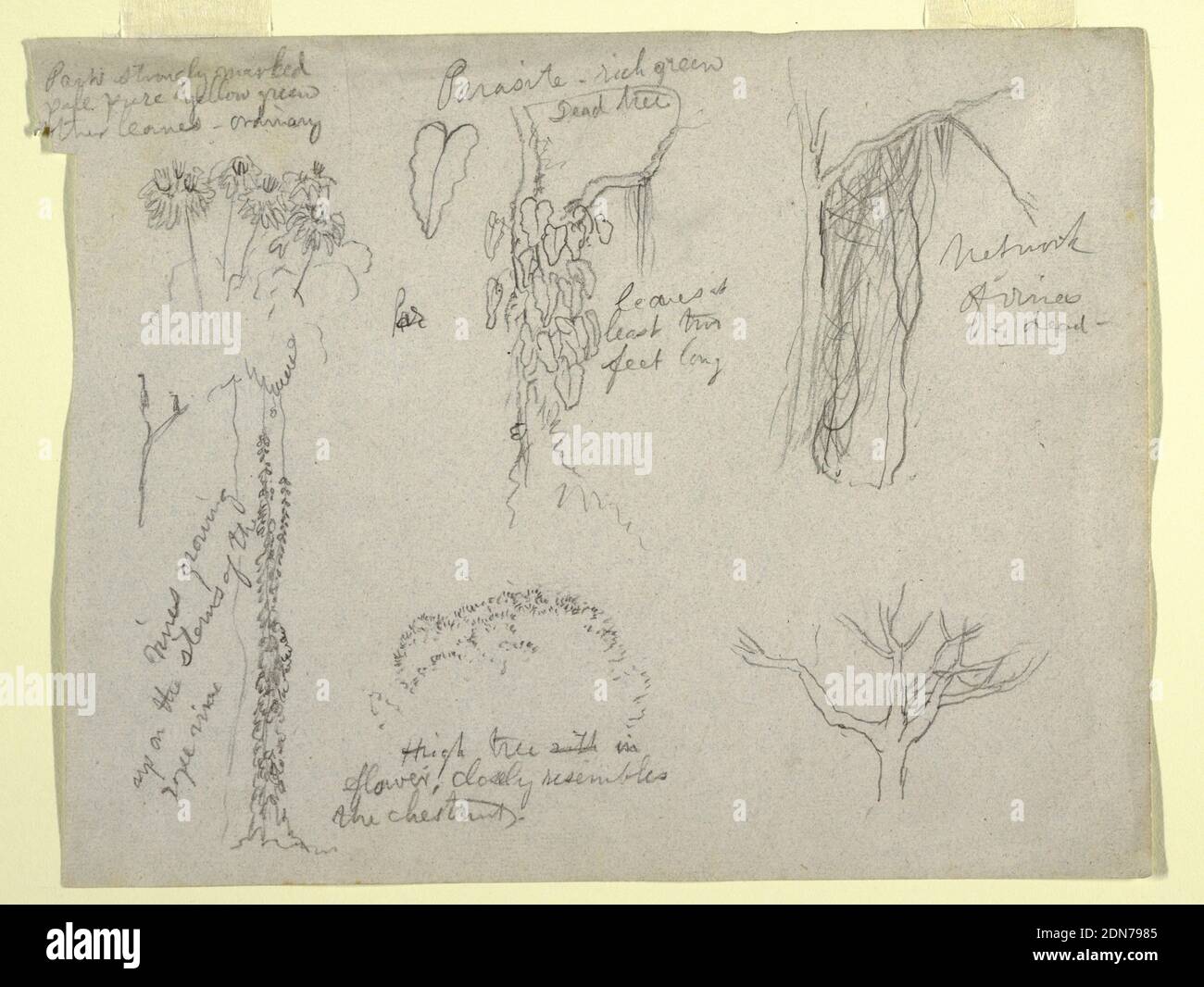 Études botaniques réalisées à partir du Rio Magdalena, Colombie: Parasite, arbre mort, église Frédéric Edwin, américaine, 1826–1900, Graphite sur papier vélin gris, vue horizontale des études botaniques sur les plantes et les arbres de Columbia., 1853, études de la nature, dessin Banque D'Images