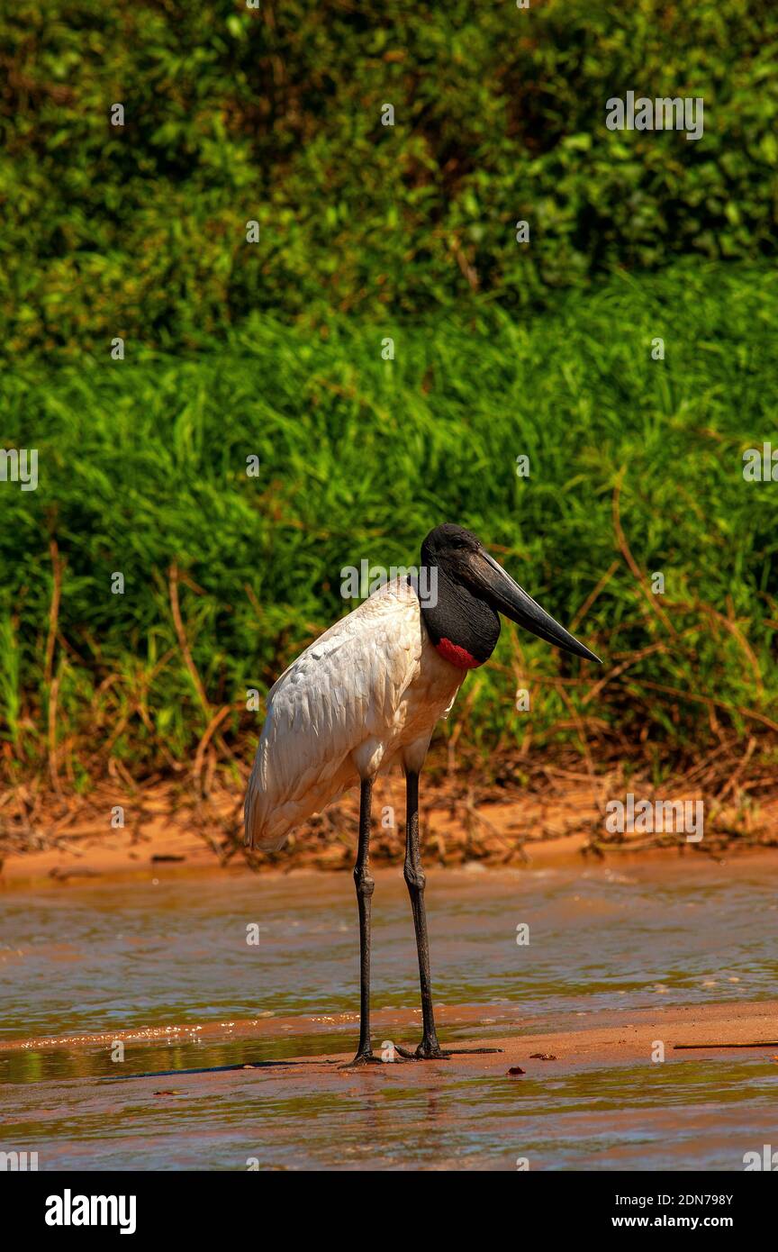 Tuiuiu, l'oiseau qui est considéré comme le symbole du Pantanal de Mato Grosso, Brésil Banque D'Images