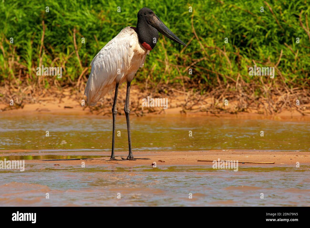 Tuiuiu, l'oiseau qui est considéré comme le symbole du Pantanal de Mato Grosso, Brésil Banque D'Images