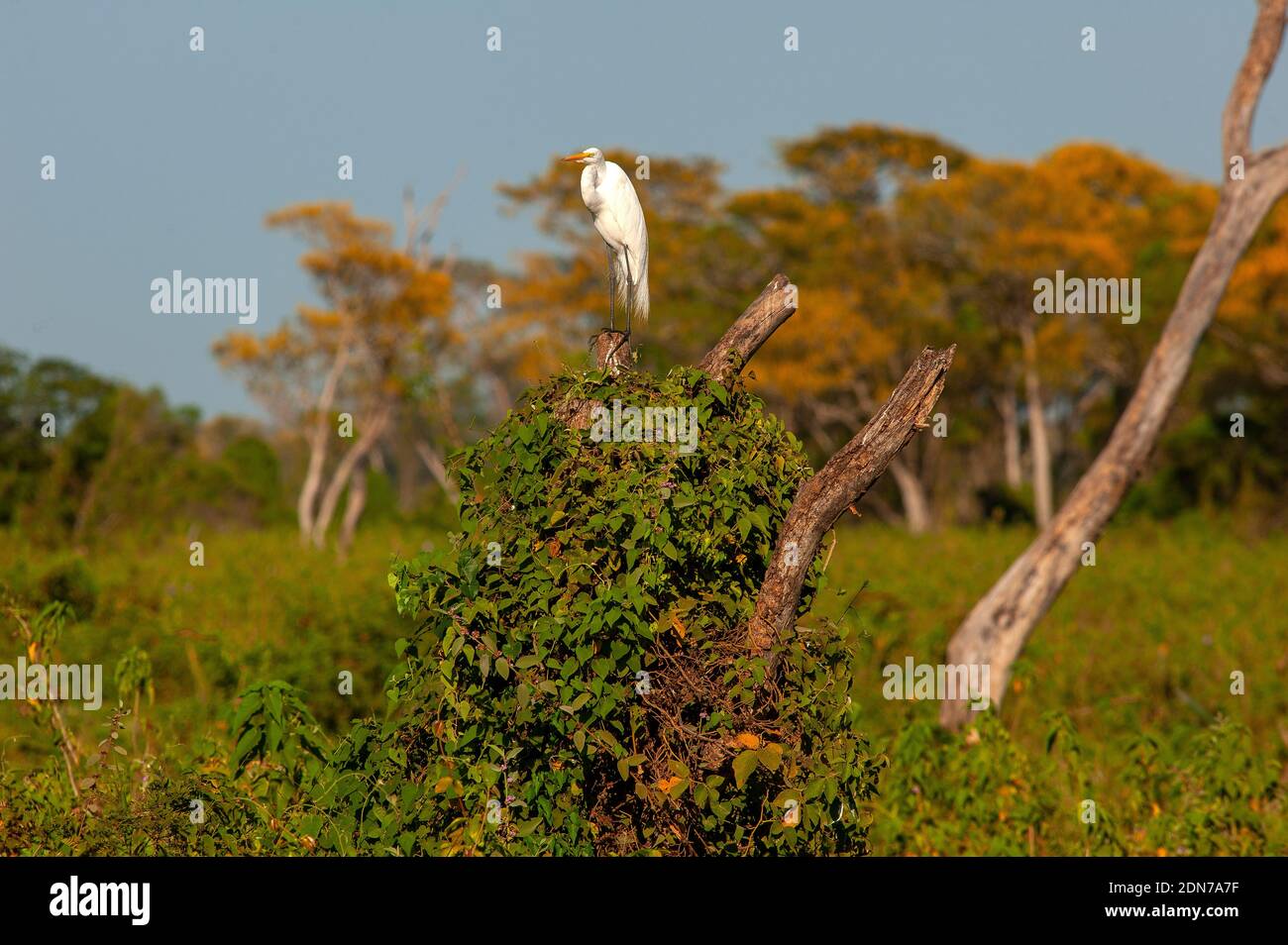 Héron blanc reposant sur un arbre mort, Pantanal de Mato Grosso, Brésil Banque D'Images