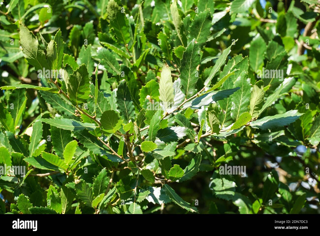 Chêne macédonien, Quercus trojana, feuilles vertes de près Banque D'Images