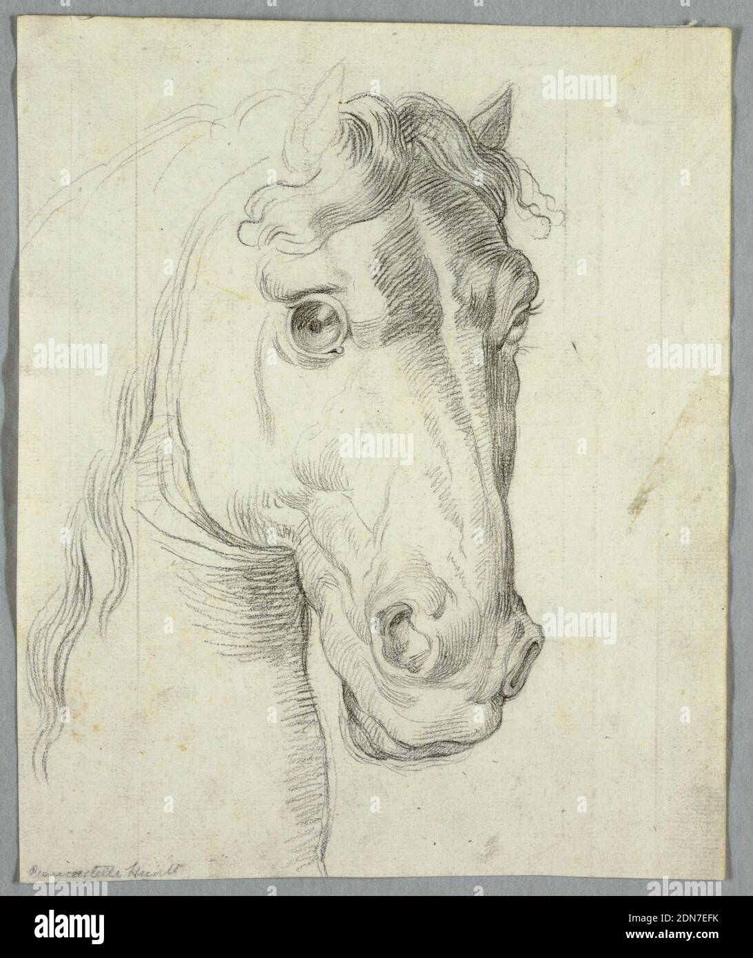 Etude d'un cheval, Charcoal sur papier, Chef de cheval. Mane missing., Italie, 1810–1820, études de la nature, dessin Banque D'Images Etude d'un cheval, Charcoal sur papier, Chef de cheval. Mane missing., Italie, 1810–1820, études de la nature, dessin Banque D'Images