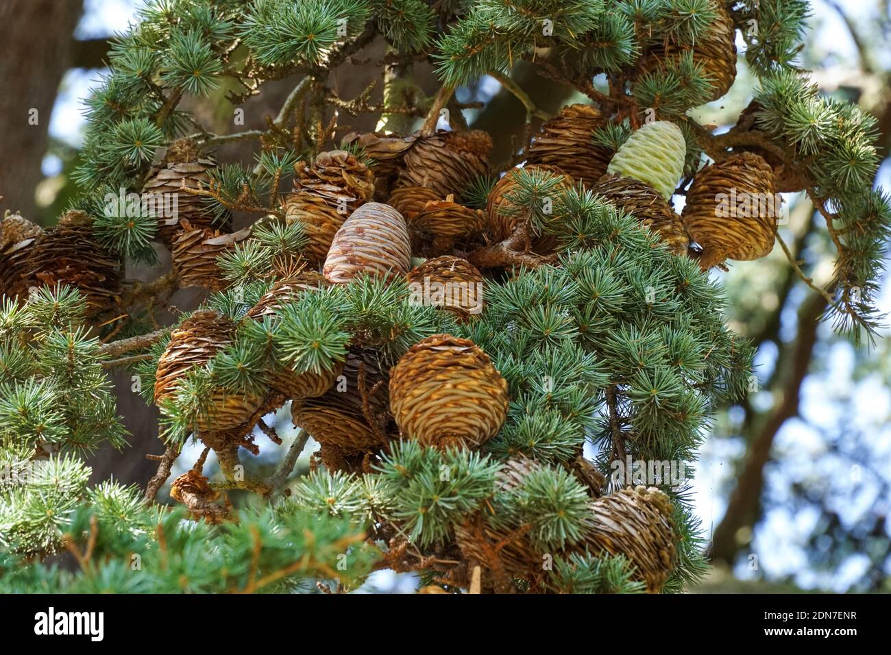 Le cèdre du Liban, Cedrus libani, branche avec des cônes Banque D'Images