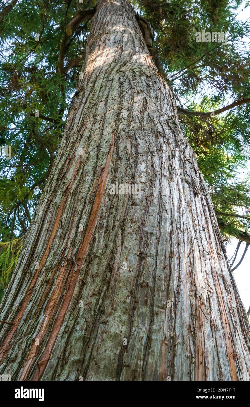 Tronc de cèdre japonais, séquoia japonais, Cryptomeria japonica Banque D'Images