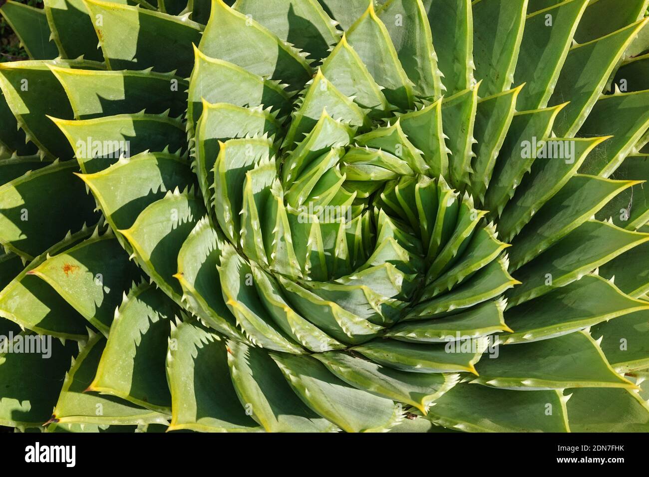 L'aloès en spirale Aloe polyphylla plante succulente Banque D'Images