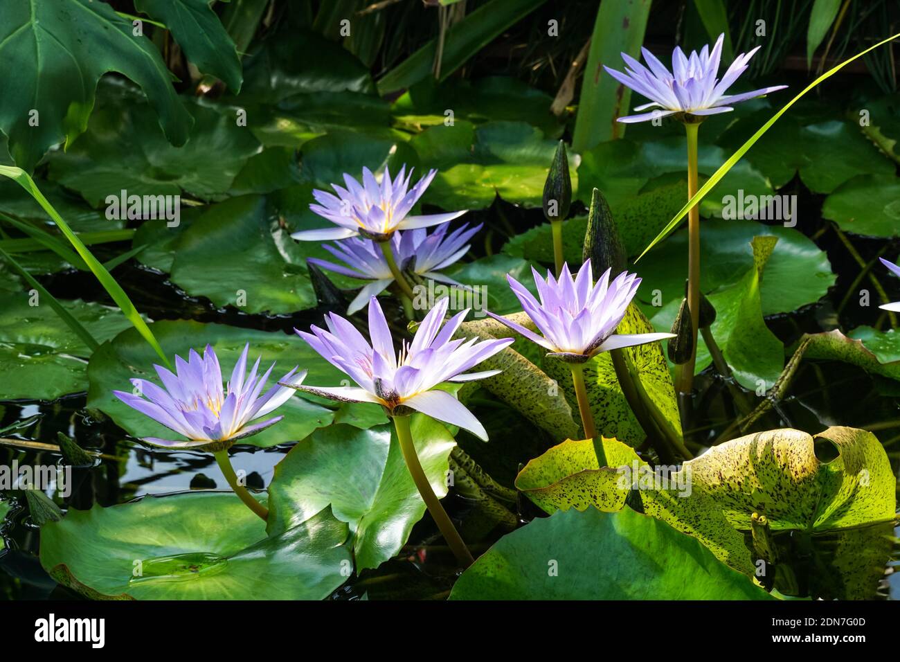 Lotus bleu, nénuphar bleu étoile, fleurs de plantes de nénuphar tropicales Banque D'Images