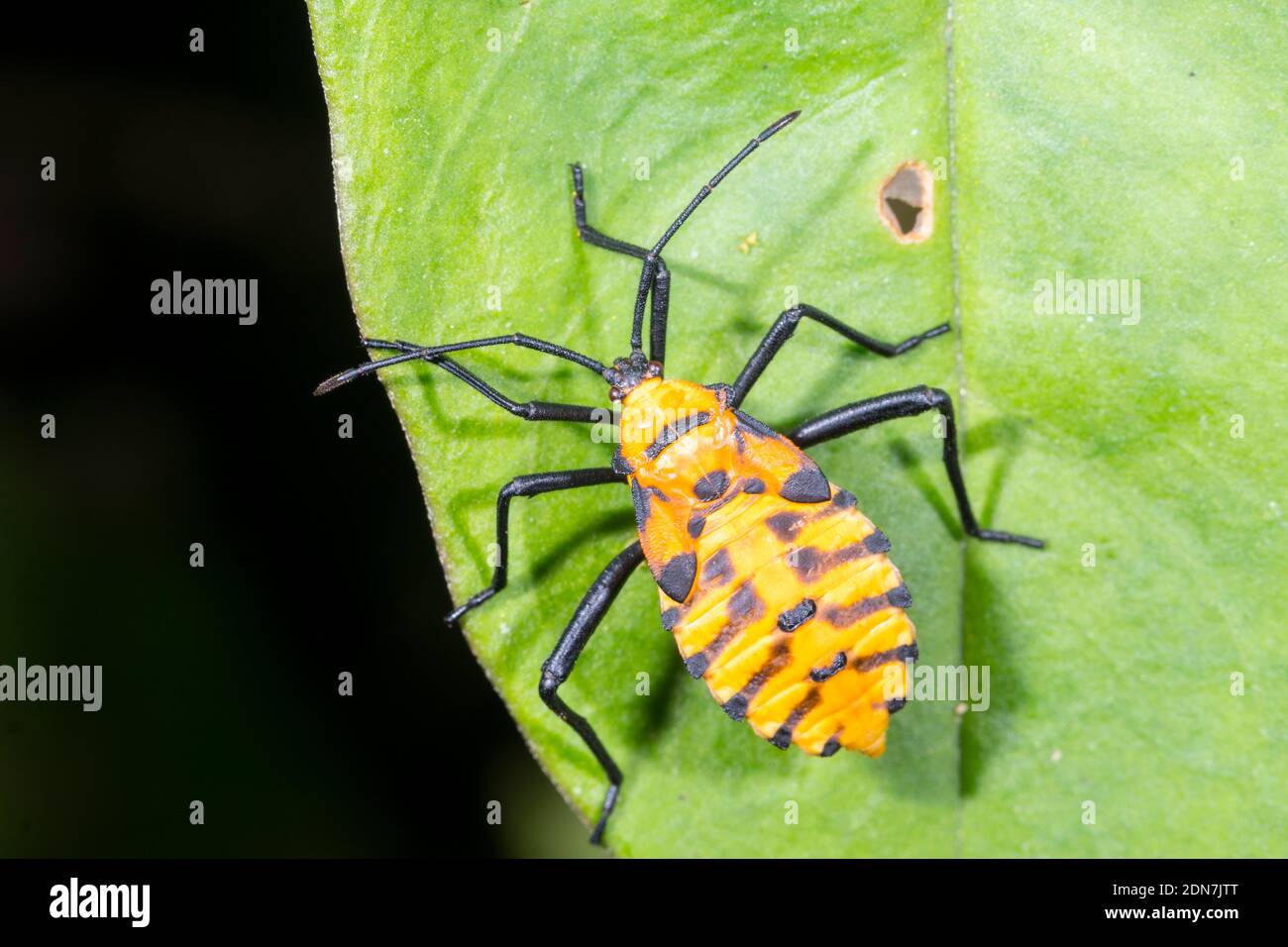 Insecte nain juvénile (famille des Coreidae) sur une feuille dans le sous-étage de la forêt montagnarde de la réserve de Los Cedros, dans l'ouest de l'Équateur Banque D'Images