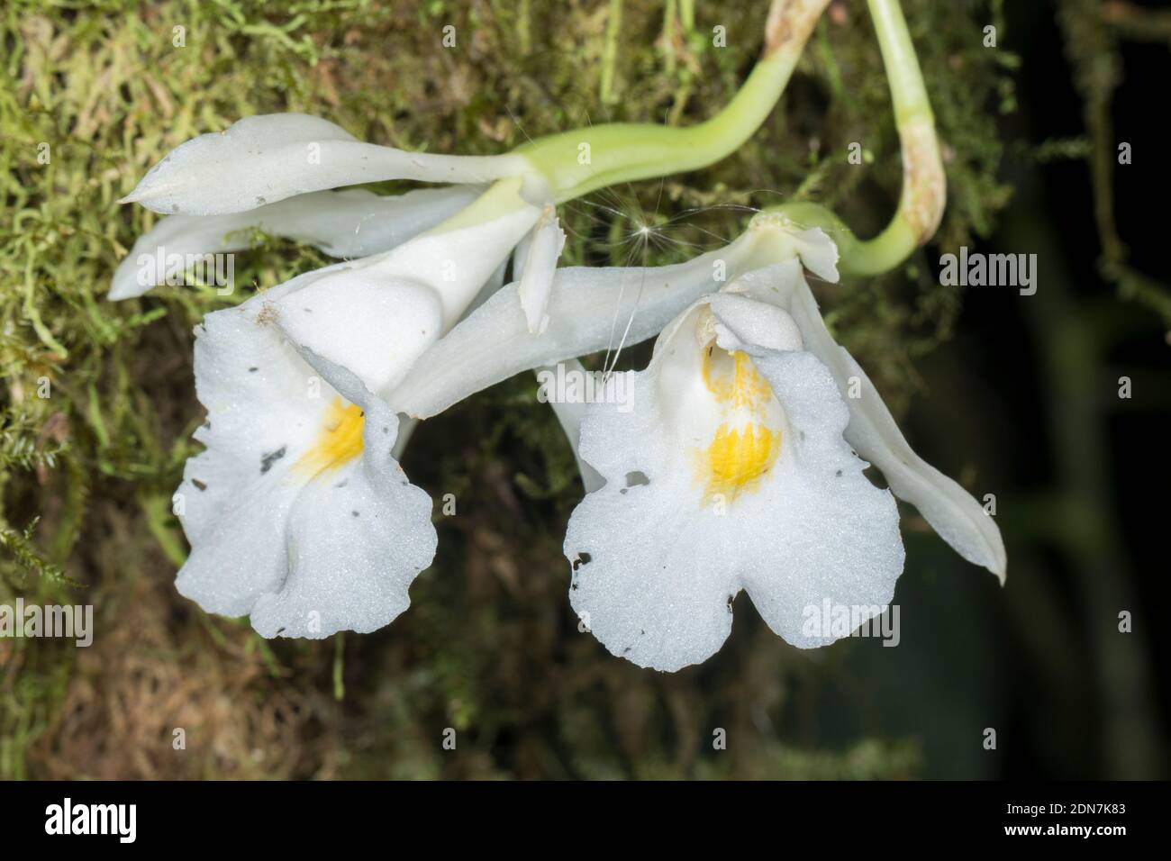 L'orchidée Trichopilia parfumée (Trichopilia fragrans) qui grandit sauvage dans la forêt montagnarde de la réserve de Los Cedros, dans l'ouest de l'Equateur Banque D'Images