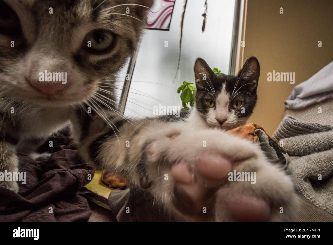 Un jeune chaton est sur la défensive et se bat à la caméra tandis que le deuxième chaton curieux regarde de derrière. Banque D'Images