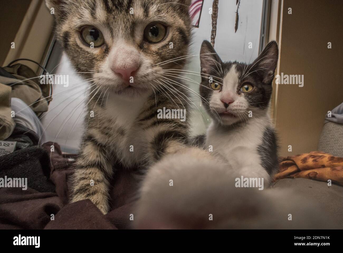 Une image rapprochée d'une paire de chatons nouvellement adoptés. Banque D'Images