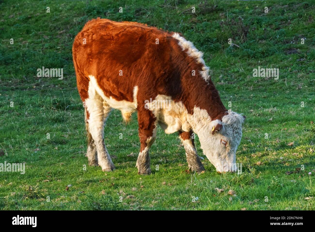 Hereford vache paître sur un pâturage, Cambridgeshire Angleterre Royaume-Uni Banque D'Images
