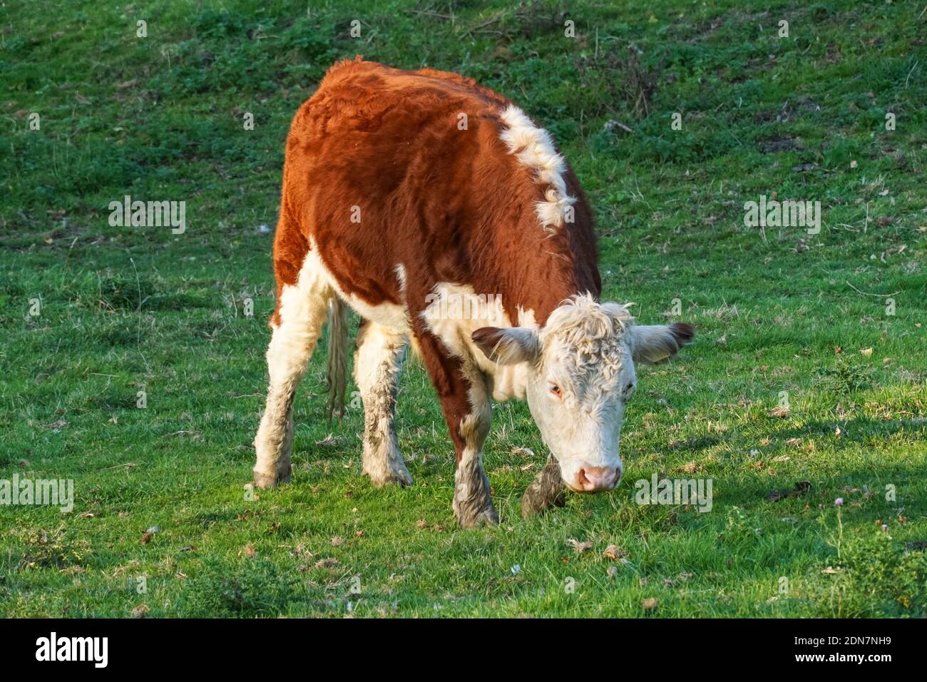 Hereford vache paître sur un pâturage, Cambridgeshire Angleterre Royaume-Uni Banque D'Images