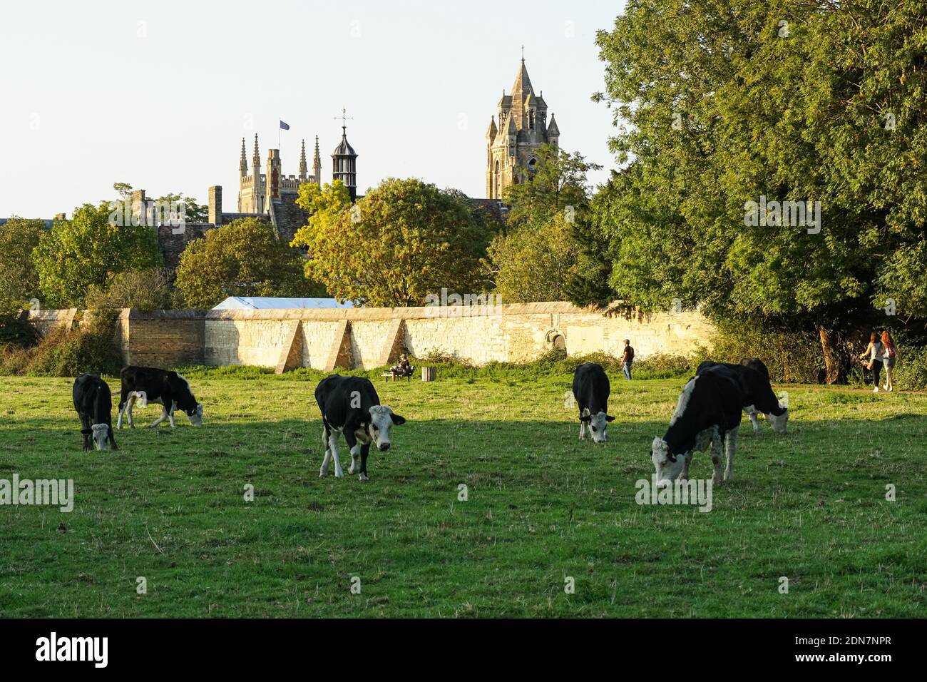 Les vaches Hereford paissent dans un pâturage à Cambridge Cambridgeshire en Angleterre Royaume-Uni Royaume-Uni Banque D'Images