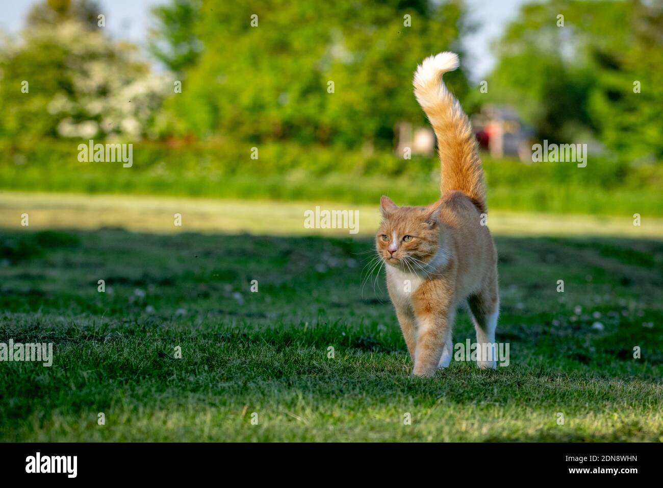 Un Chat De Gingembre Domestique Sur La Defensive Qui Marche A Travers La Pelouse Avec Des Sacches Soulevees Le Long De L Arriere Photo Stock Alamy