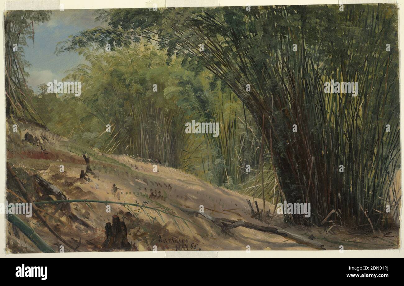 Bamboo Grove, Jamaïque, église Frederic Edwin, américaine, 1826–1900, pinceau et huile sur carton crème, vue oblique d'une rangée de buissons poussant au pied d'une pente sablonneuse., mai 1865, paysages, dessin Banque D'Images