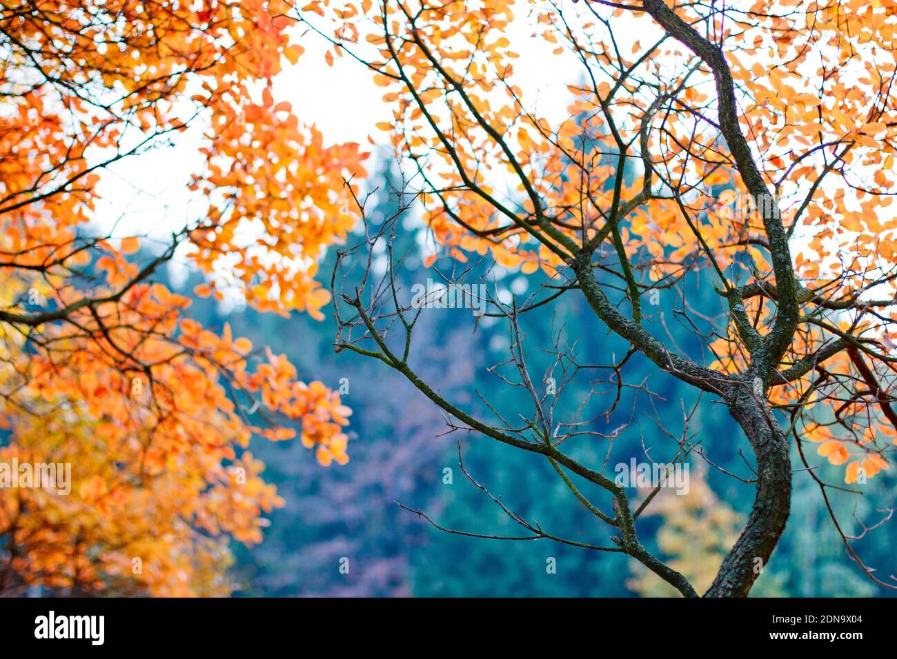 feuilles d'automne brillantes, automne doré, nature de conte de fées Banque D'Images