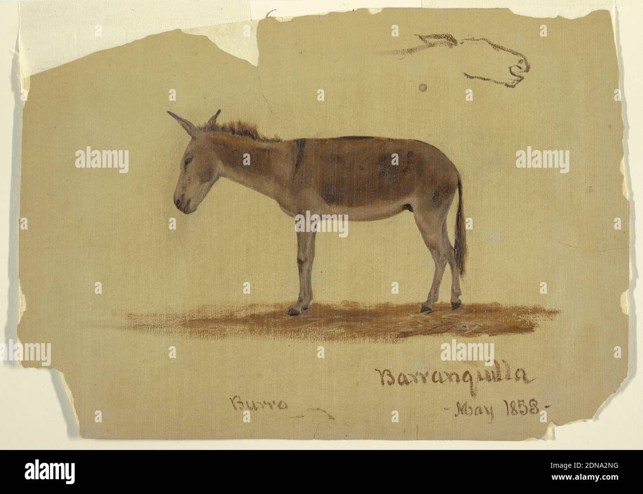 A Donkey, Baranquilla, Columbia, Frederic Edwin Church, American, 1826–1900, Graphite, peinture au pinceau et à l'huile sur carton brun, rectangle horizontal. Contour grossièrement esquissé de la tête avec la bouche ouverte. Montré isolé sans arrière-plan, en profil, tourné vers la gauche. La feuille entière montre la couleur crémeuse de mise à la terre., Etats-Unis, mai 1853, paysages, dessin Banque D'Images