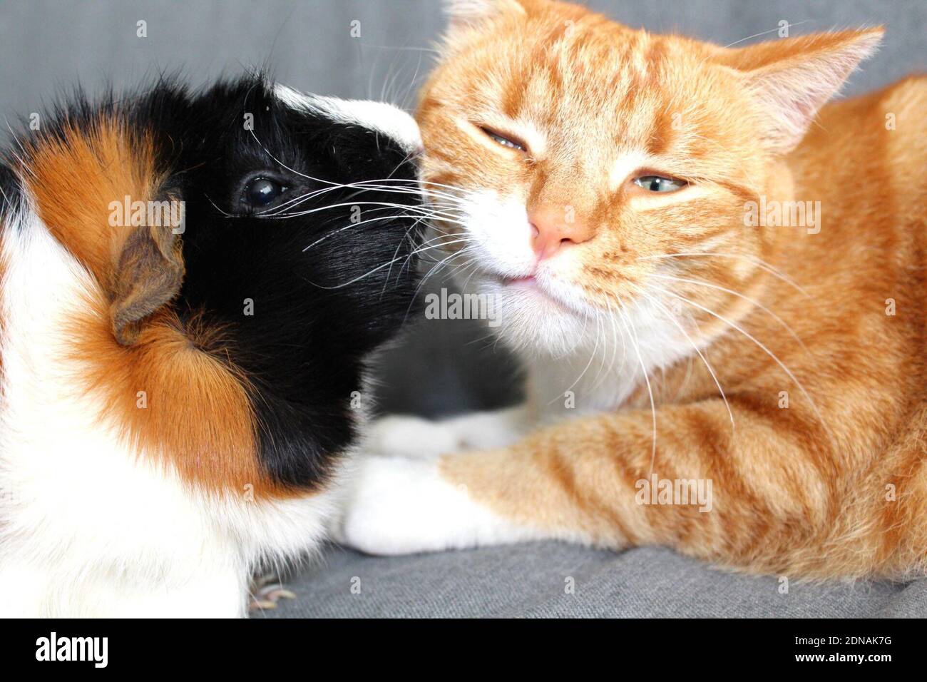 Gros Plan Du Chat Et Du Cochon D Inde Sur Un Canape Photo Stock Alamy
