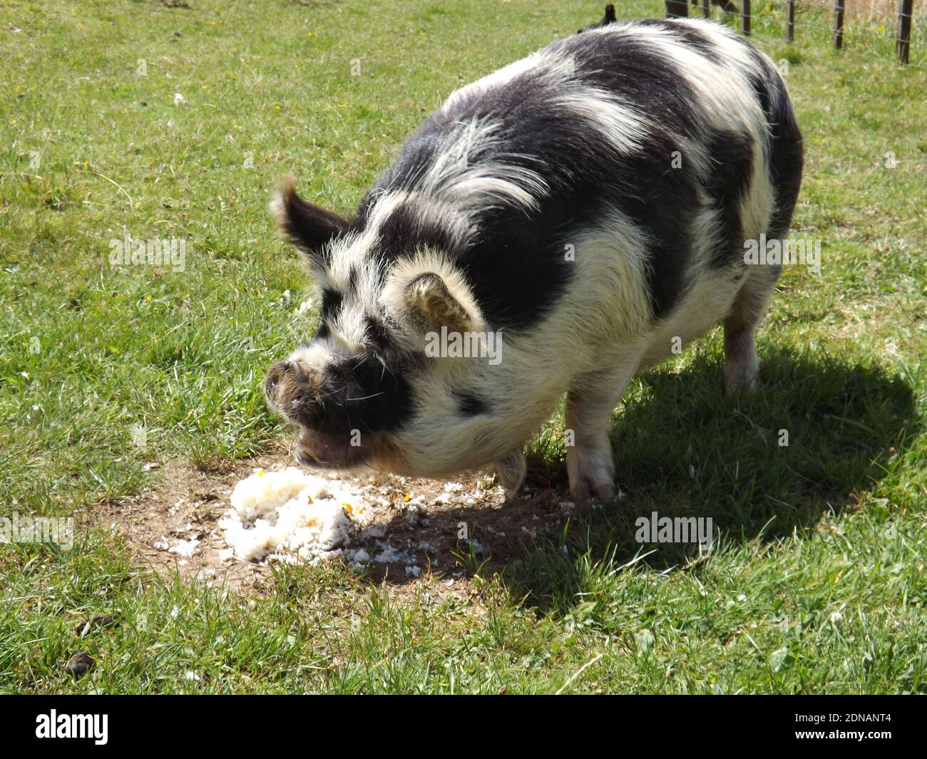 New Zealand Kunekune Pig Banque D'Images