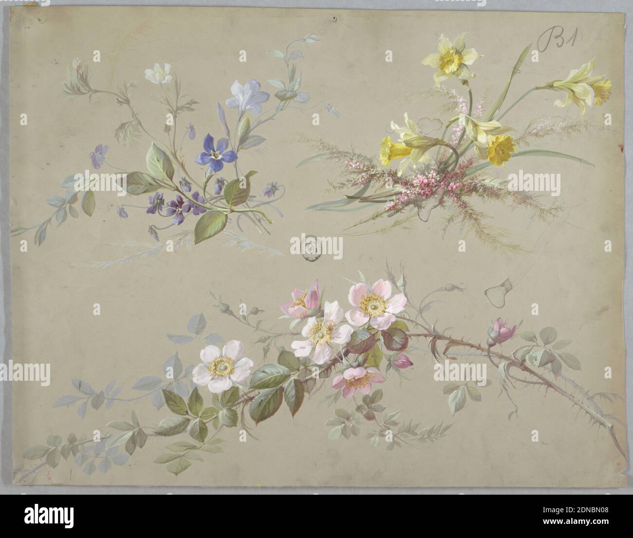 Design pour le papier peint et le textile : fleurs, pinceau et gouache sur papier crème, branches avec fleurs bleues, jonquilles jaunes, et fleurs magnolia sur fond gris clair., France, 19e siècle, dessins de papier peint, dessin Banque D'Images