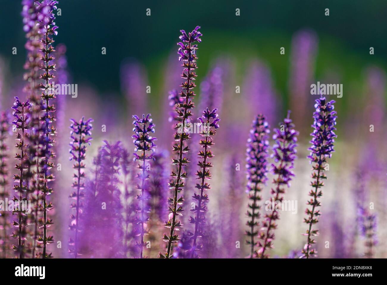 La Salvia nemorosa violette fleurit en été Banque D'Images