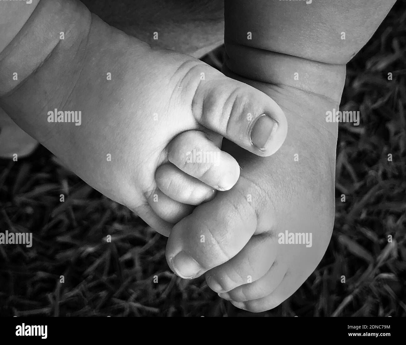 Section Basse De Bebe Sur Terre De Grassy Photo Stock Alamy