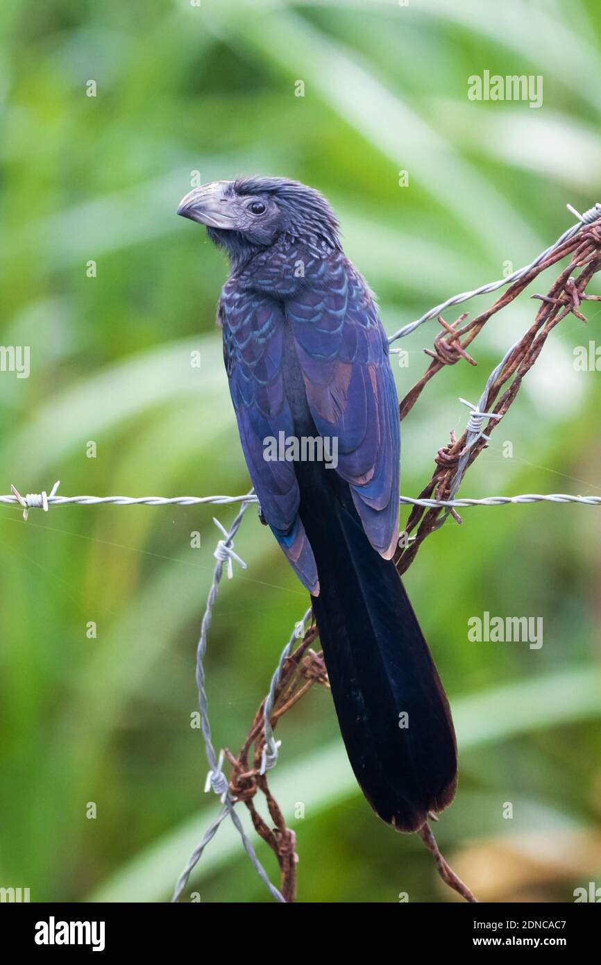 Portrait en gros plan de Groove-bec ani oiseau tropical dans la forêt Banque D'Images